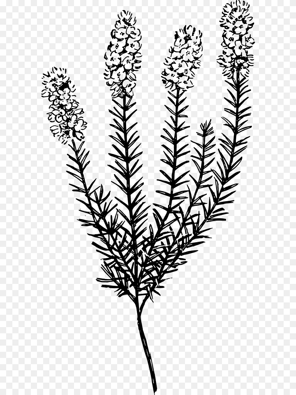 Calluna, Gray Free Png
