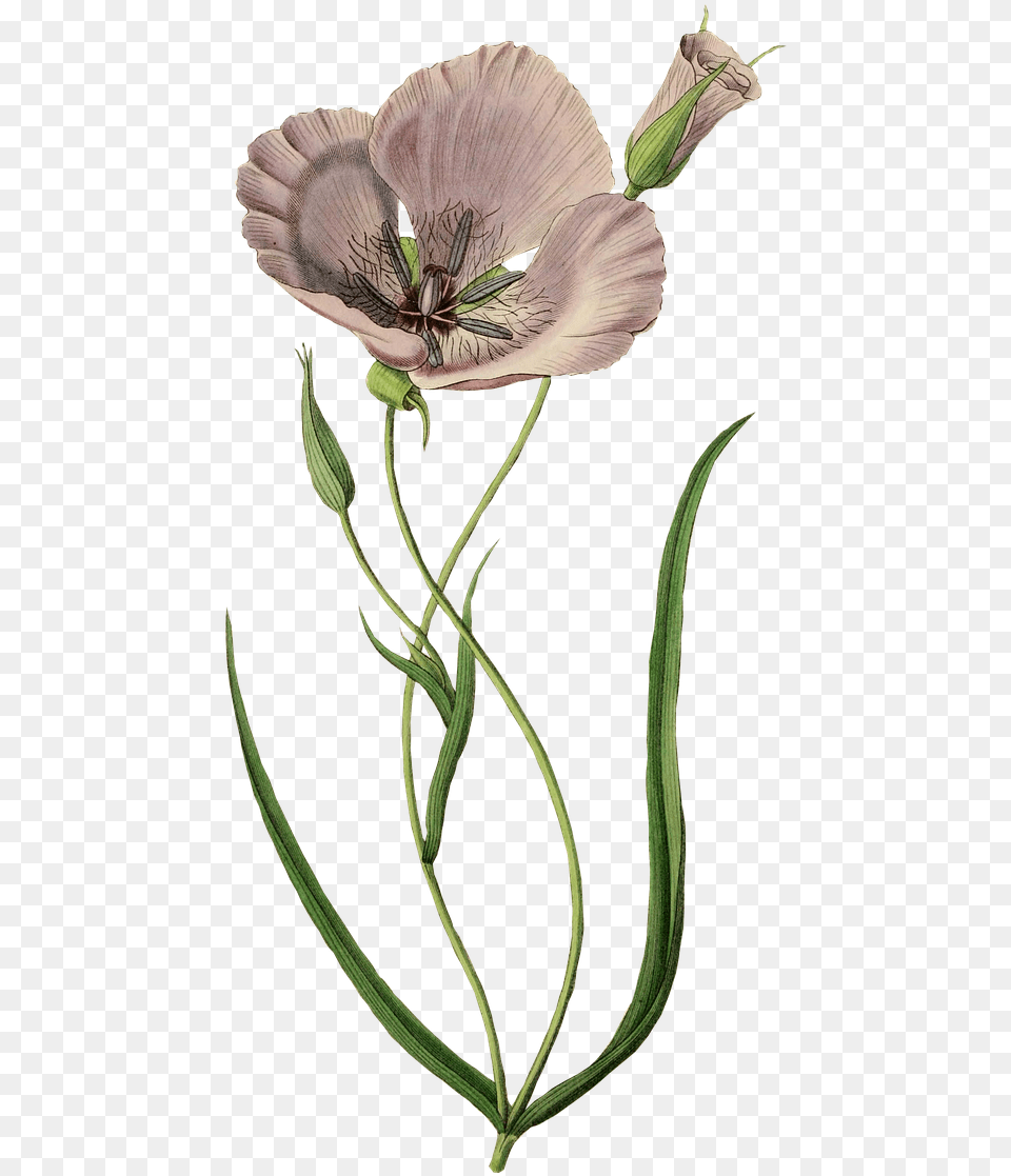 Calochortus, Anther, Flower, Plant Free Transparent Png