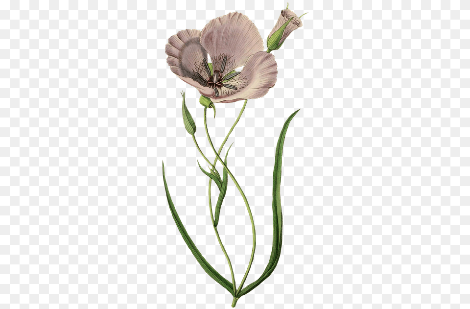 Calochortus, Flower, Plant, Anther, Flax Free Png Download
