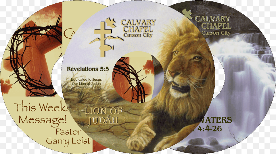 Calvary Chapel Cds Masai Lion, Animal, Mammal, Wildlife, Disk Png Image