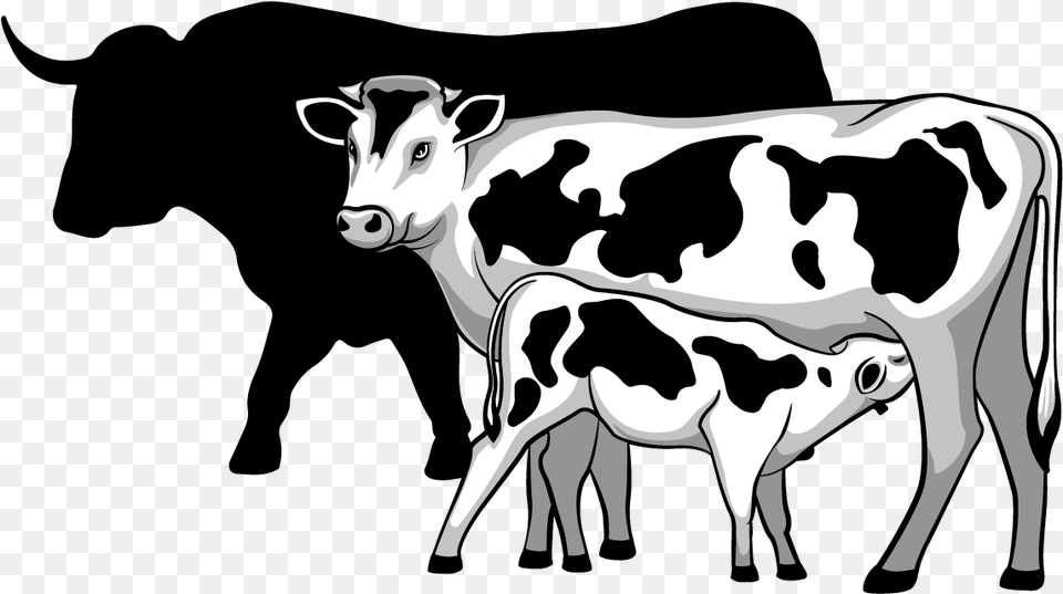 Calves Dairy Amp Beef Cow With Calf Black And White, Animal, Cattle, Livestock, Mammal Free Png