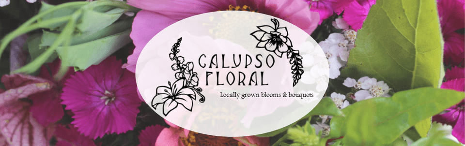 Calypso Floral Specializes In Crafting The Perfect African Daisy, Flower, Pollen, Leaf, Petal Free Png Download