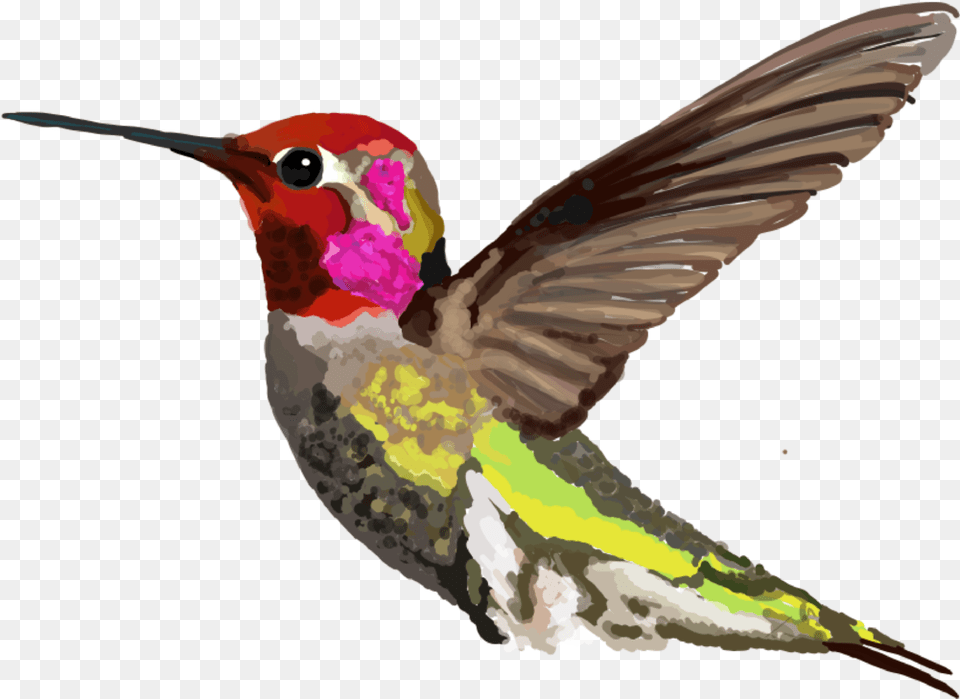 Calypte Anna U0026nbsp Annau0027s Hummingbird Full Size Hummingbird, Animal, Bird Free Png Download