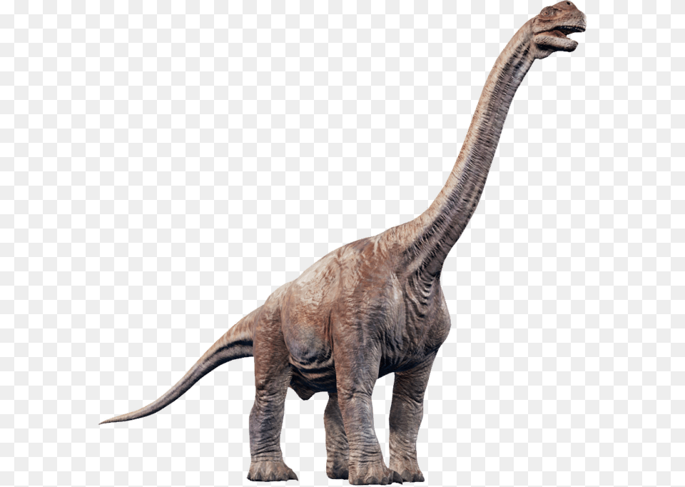 Camarasaurus Jurassic World Evolution, Animal, Dinosaur, Reptile, T-rex Free Png