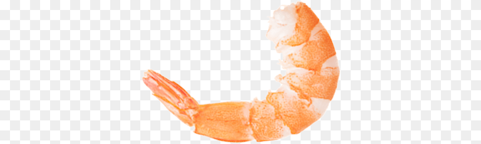 Camarn Shrimp, Animal, Food, Invertebrate, Sea Life Free Png