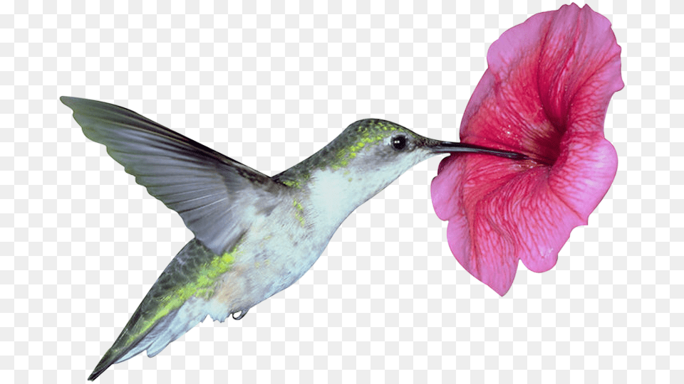 Cambridge Advanced Learner39s Dictionary 4th Edition, Animal, Bird, Hummingbird, Flower Png Image