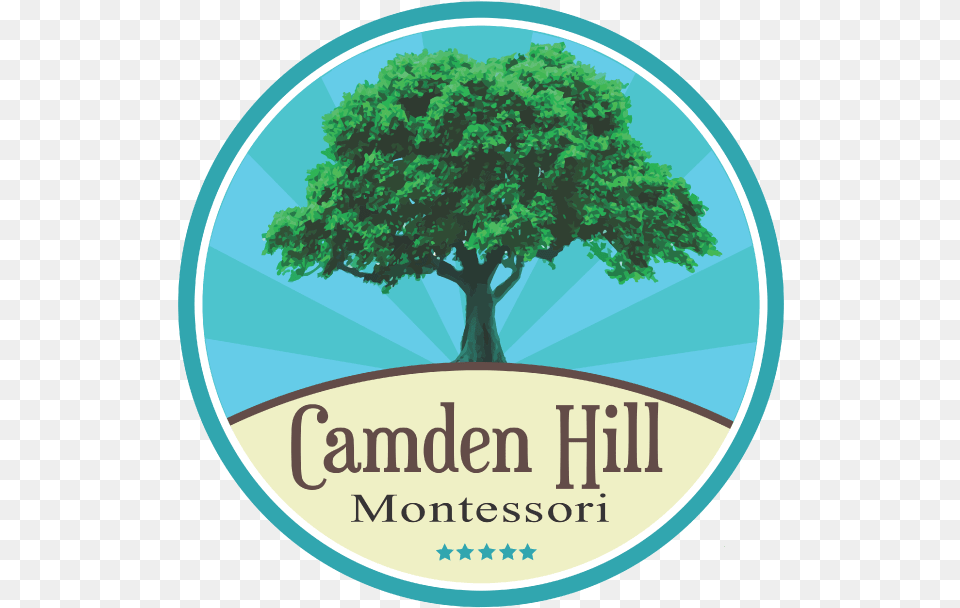 Camden Hill Montessori, Tree, Oak, Sycamore, Plant Png