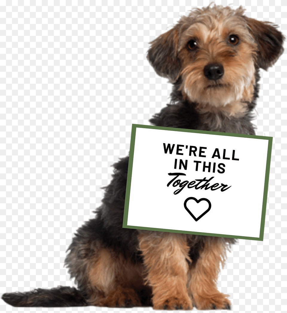 Camden Maine United States Paws Animal Adoption Center Thank You With Dogs, Canine, Dog, Mammal, Pet Free Png Download
