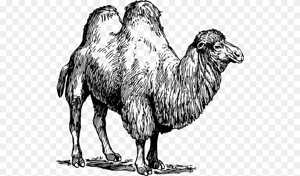 Camel 02 Clipart, Gray Png Image