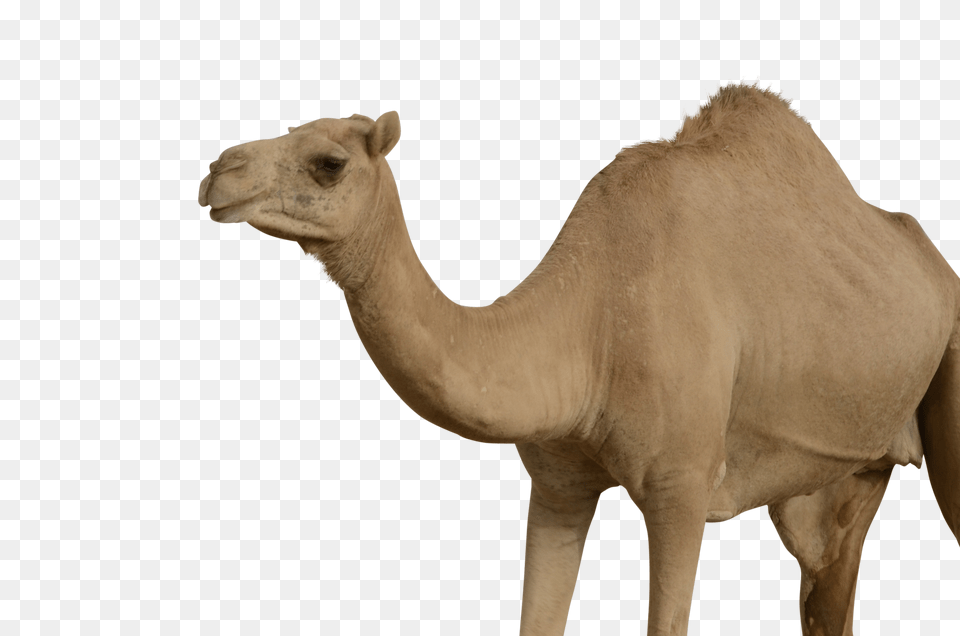 Camel, Animal, Mammal, Dinosaur, Reptile Png Image