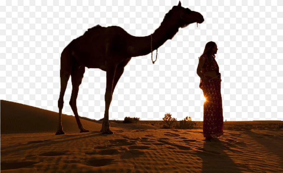 Camel, Adult, Person, Woman, Female Png Image