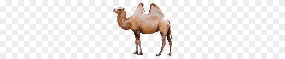 Camel, Animal, Mammal, Kangaroo Png Image