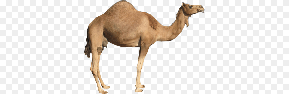 Camel, Animal, Mammal, Kangaroo Free Png