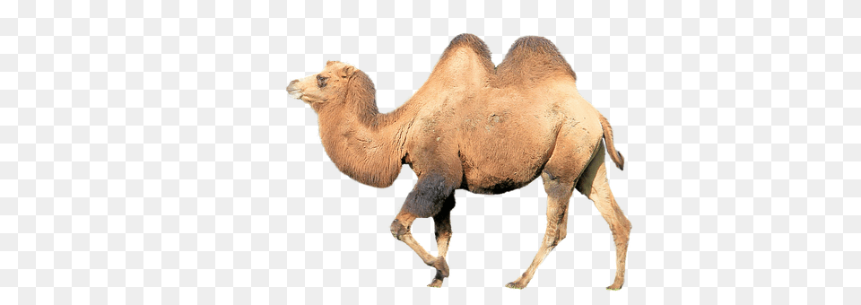 Camel Animal, Mammal, Antelope, Wildlife Free Png Download