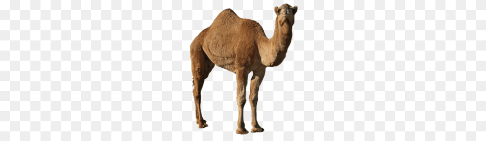 Camel, Animal, Mammal, Kangaroo Free Png Download