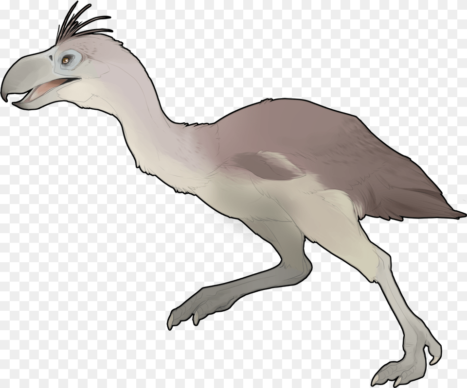 Camel, Animal, Bird, Beak Png