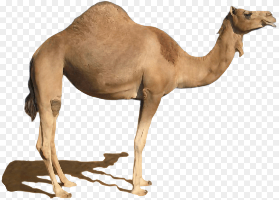 Camel, Animal, Mammal, Kangaroo Free Png