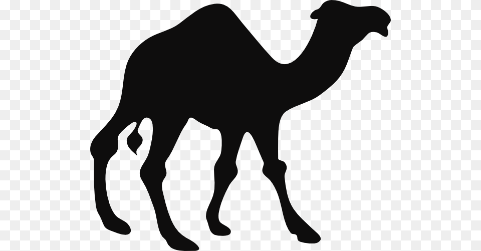 Camel, Animal, Mammal, Kangaroo Free Png Download