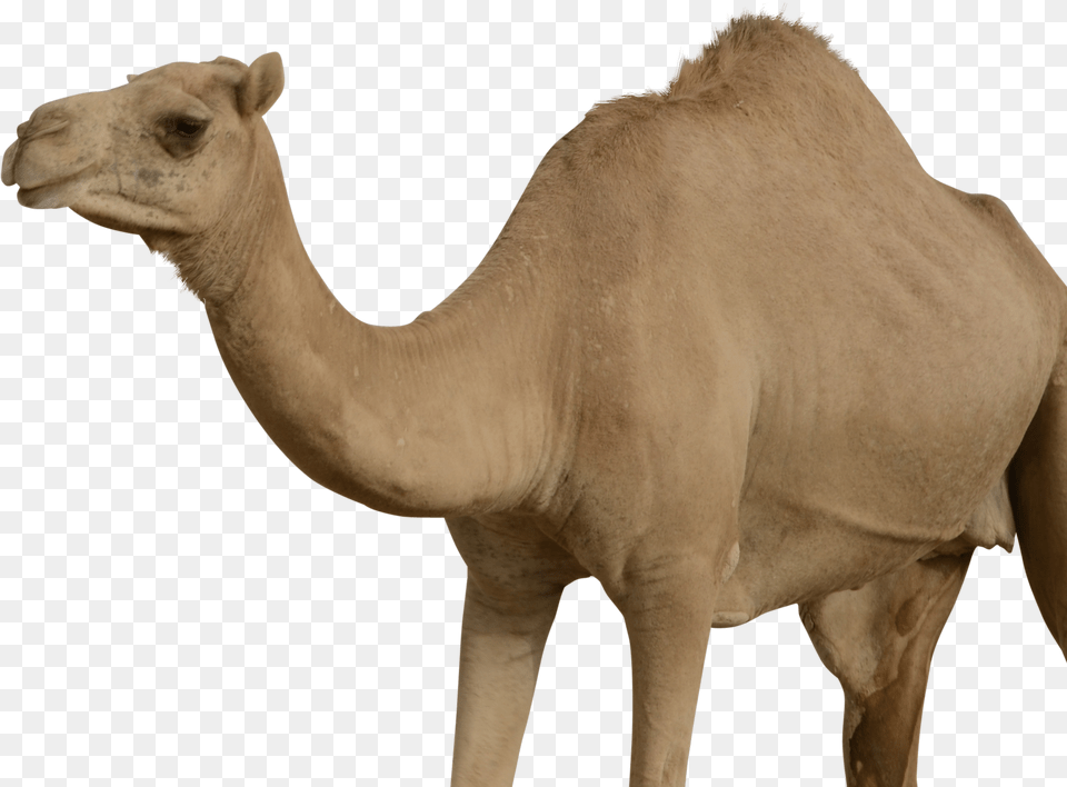 Camel, Animal, Mammal, Antelope, Wildlife Free Png
