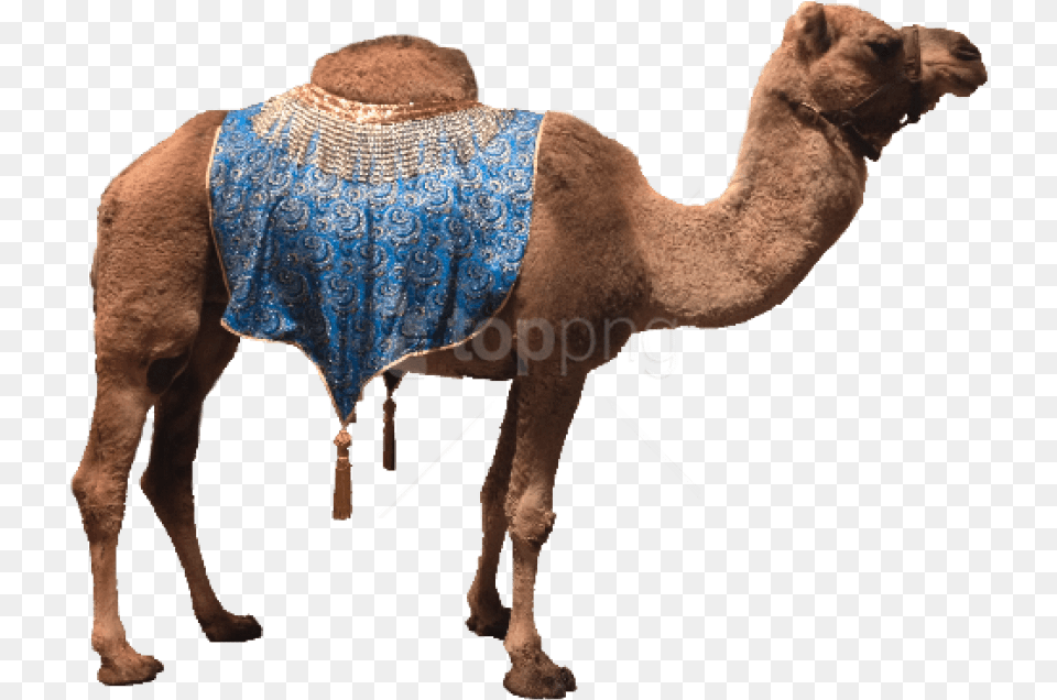 Camel, Animal, Mammal, Elephant, Wildlife Free Transparent Png