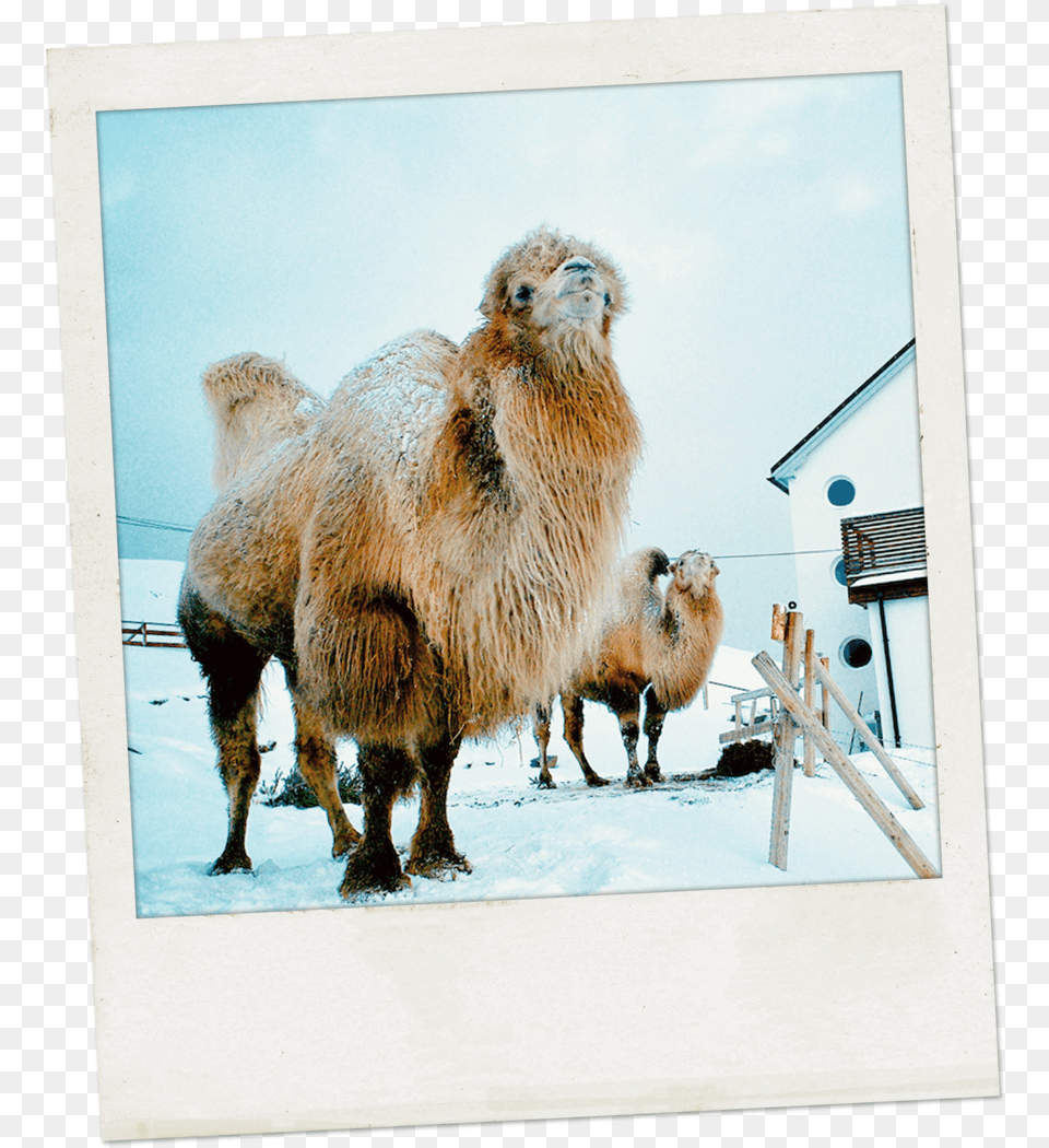 Camel, Animal, Mammal, Livestock, Sheep Png