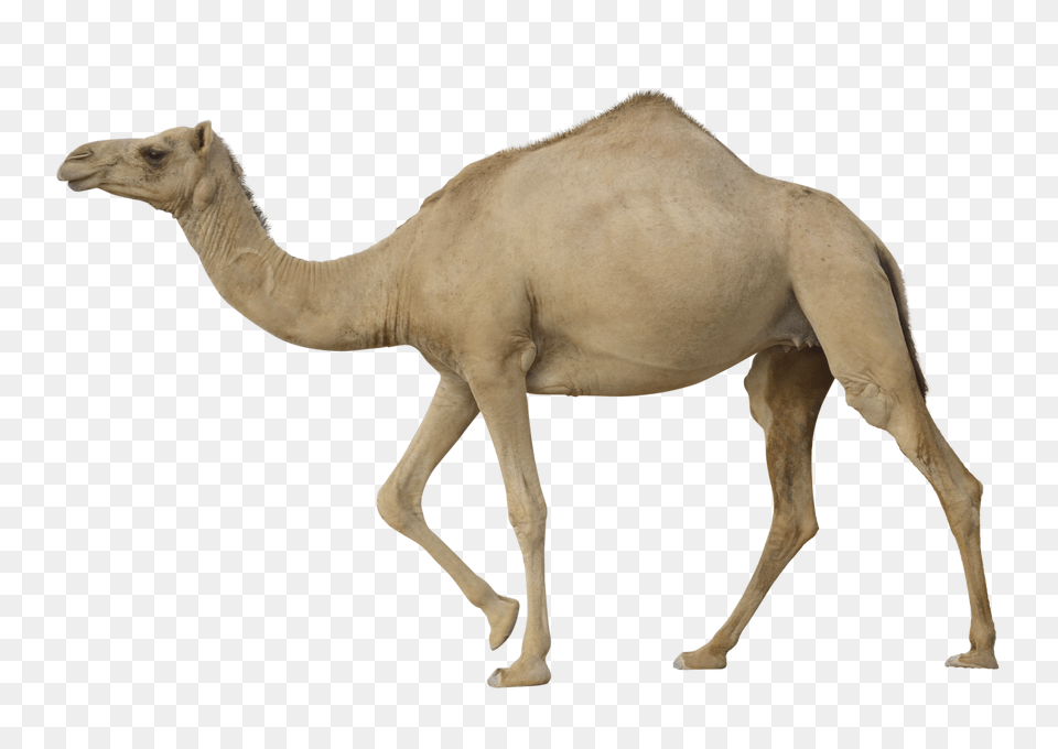 Camel, Animal, Mammal, Horse Free Png