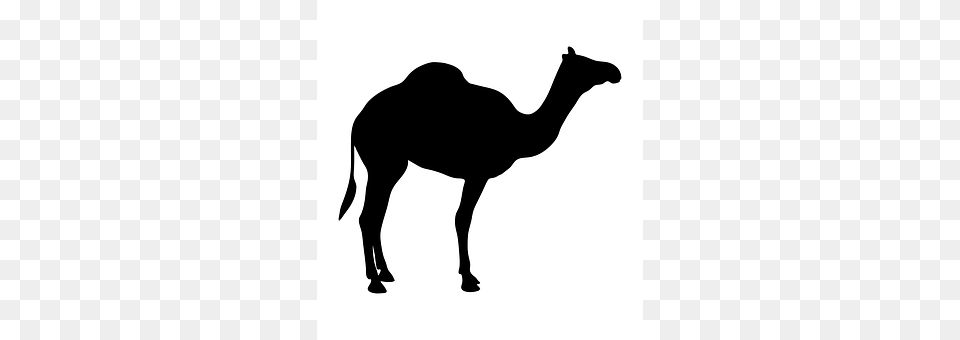 Camel Animal, Mammal, Kangaroo Free Png Download