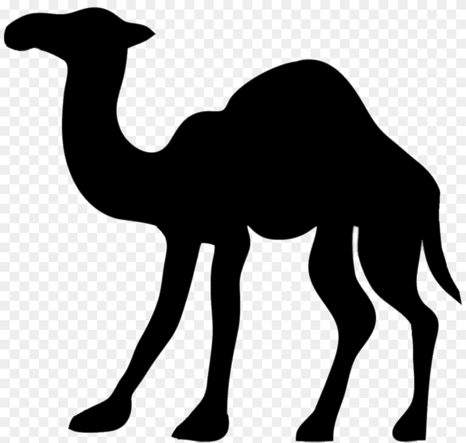 Camel, Animal, Mammal, Kangaroo Free Png Download