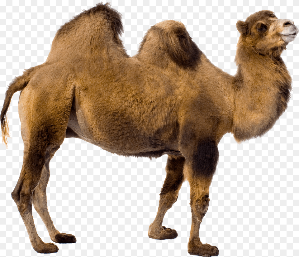 Camel Png