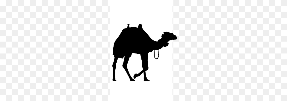 Camel Animal, Mammal, Silhouette, Cattle Png Image