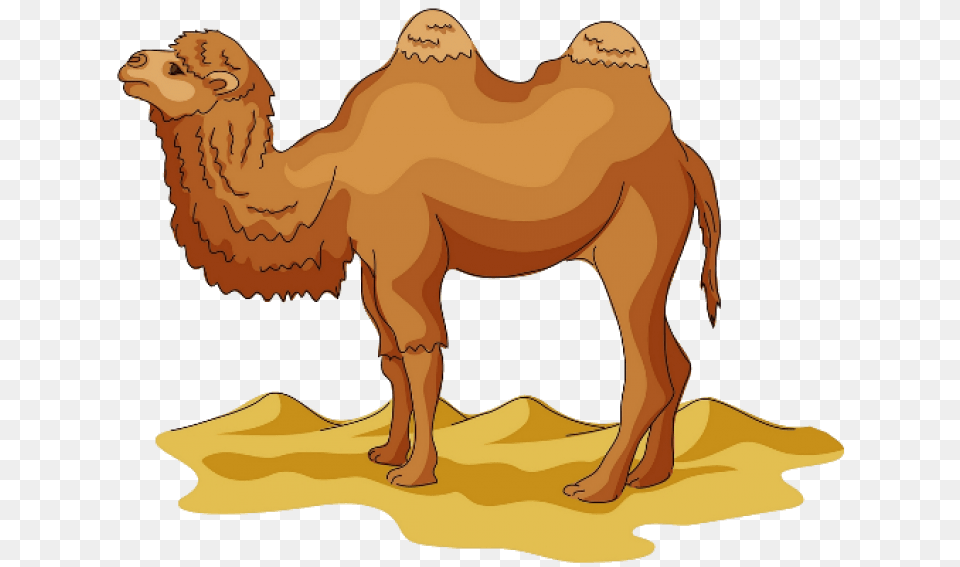 Camel, Animal, Mammal, Dinosaur, Reptile Free Png Download