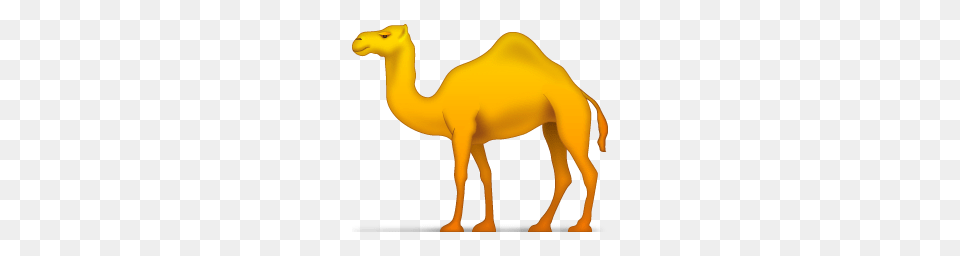 Camel, Animal, Mammal, Kangaroo Free Png