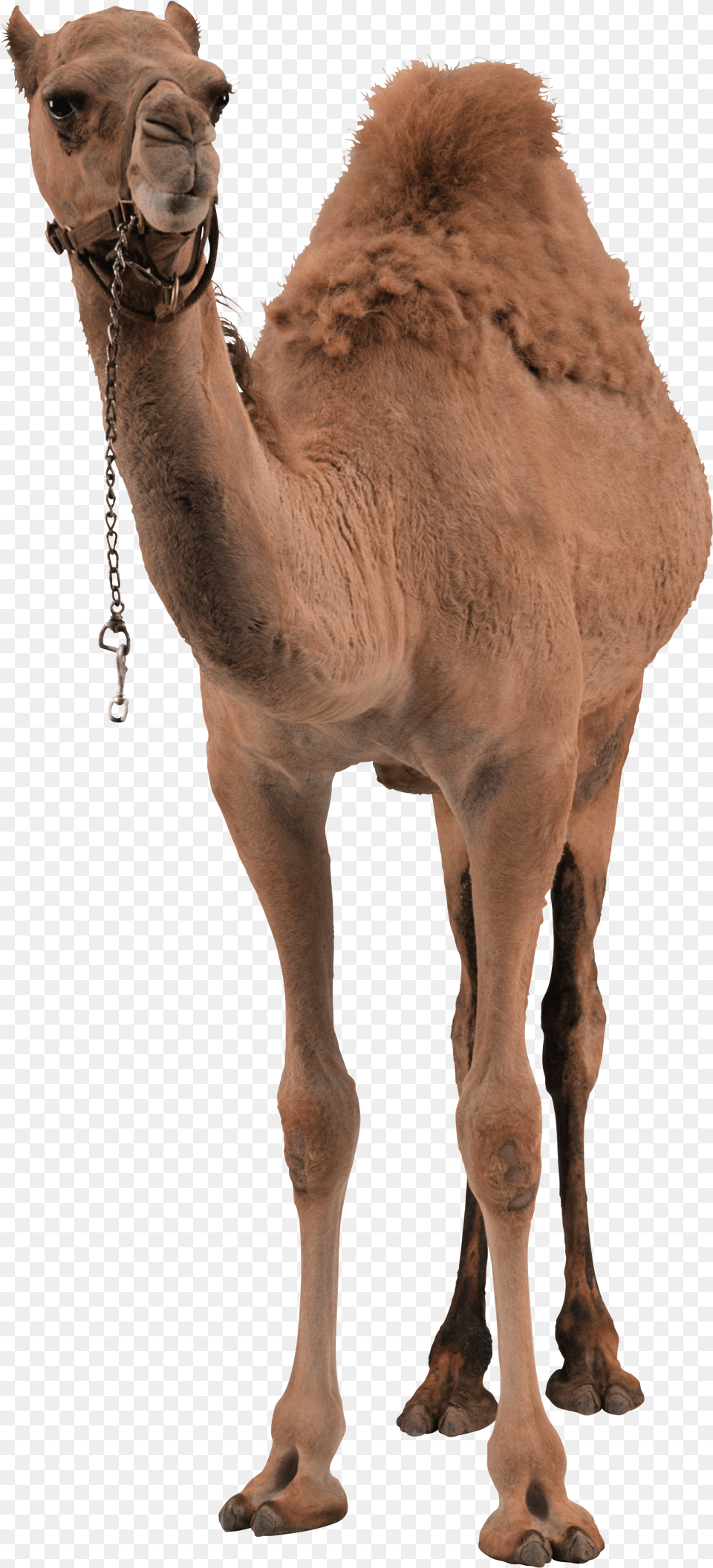 Camel, Animal, Mammal, Horse Free Png Download