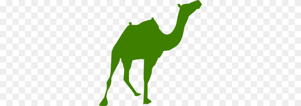 Camel Animal, Mammal, Person Png Image