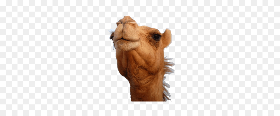 Camel, Animal, Mammal, Horse Png Image