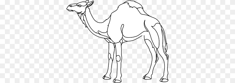 Camel Animal, Mammal, Adult, Male Free Png Download
