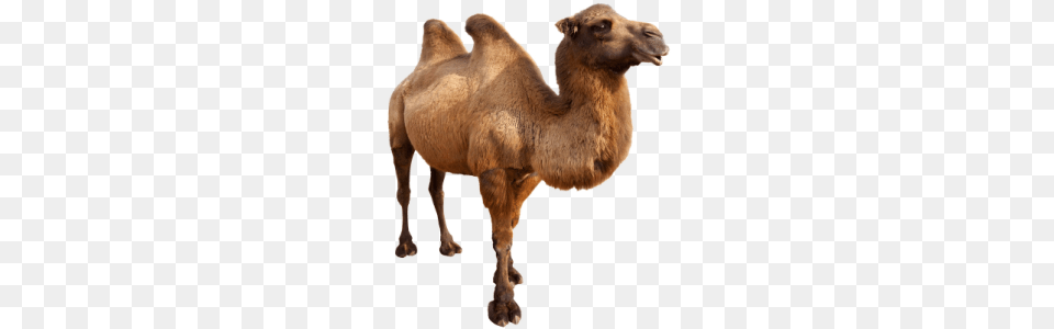 Camel, Animal, Mammal, Kangaroo Png