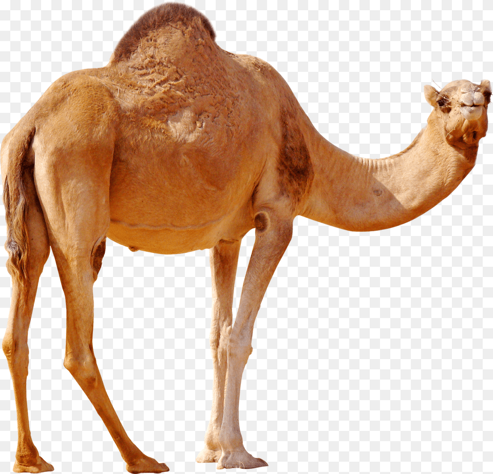 Camel, Animal, Mammal, Antelope, Wildlife Png Image