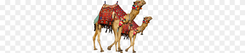 Camel, Animal, Mammal Free Png Download