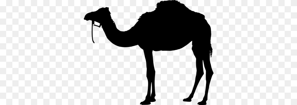 Camel Gray Free Transparent Png