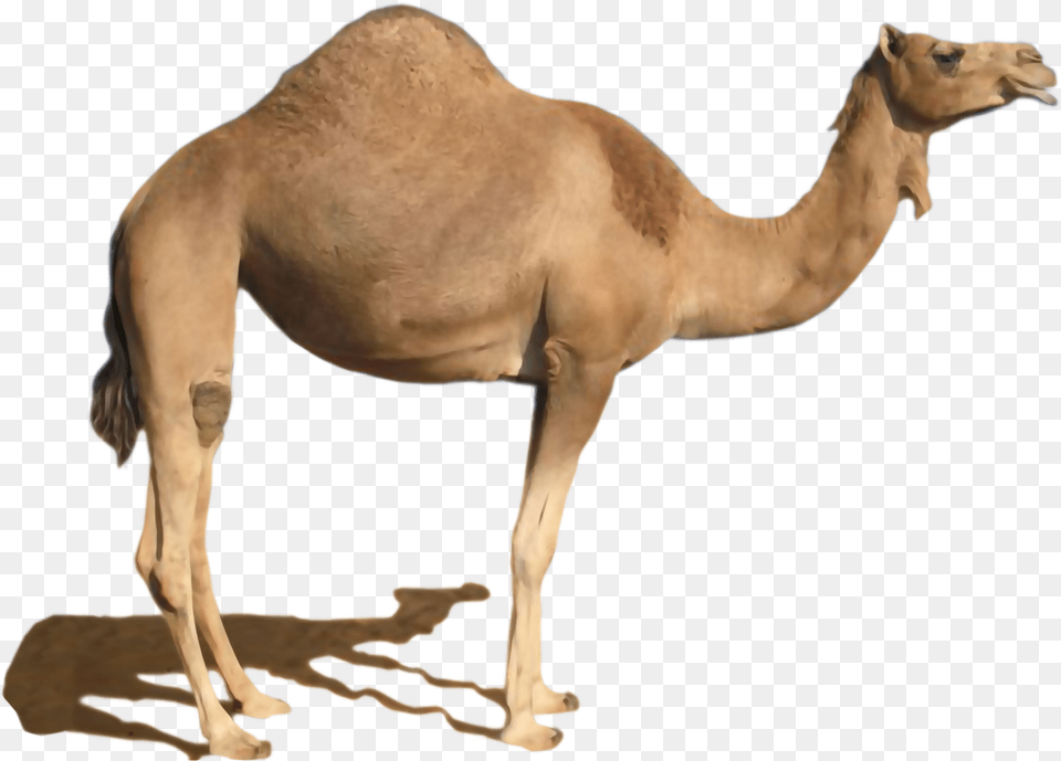 Camel, Animal, Mammal, Kangaroo Free Transparent Png