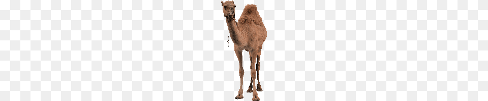 Camel, Animal, Mammal Free Png