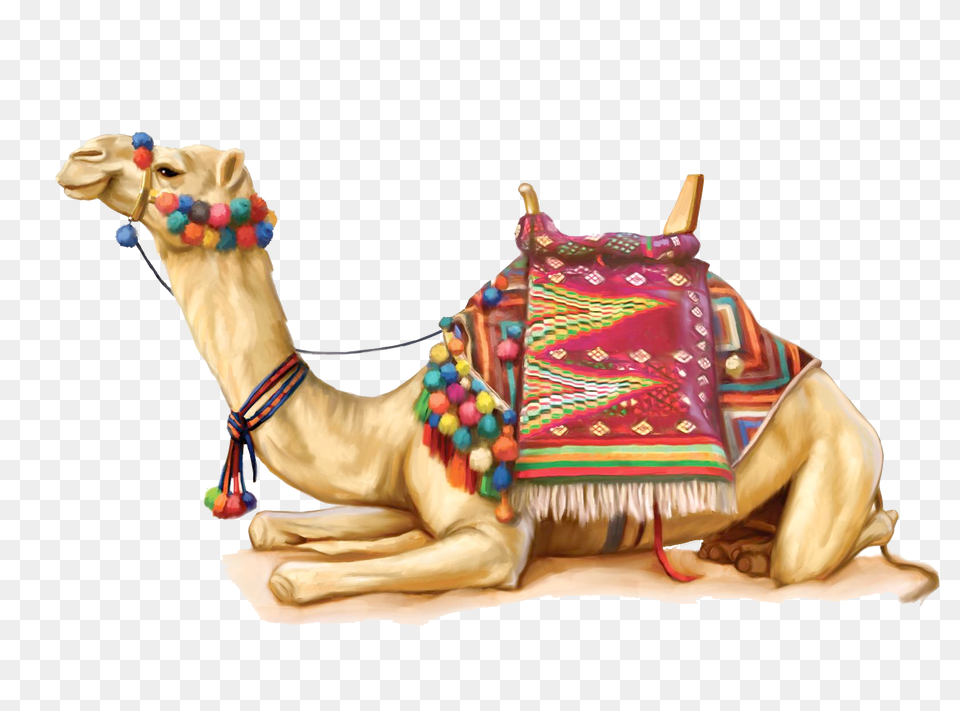 Camel, Animal, Mammal, Adult, Female Png Image