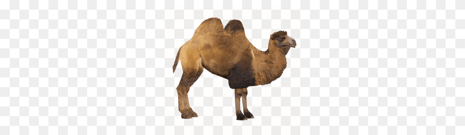 Camel, Animal, Mammal, Bear, Wildlife Free Png