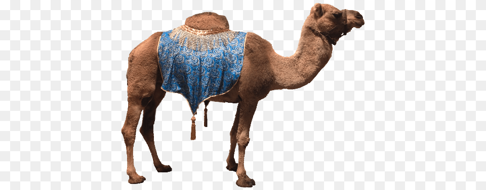 Camel, Animal, Mammal, Canine, Dog Png Image