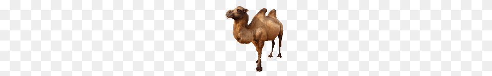 Camel, Animal, Mammal, Kangaroo Png Image