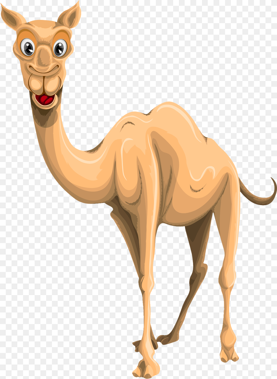 Camel, Animal, Mammal, Kangaroo Free Png