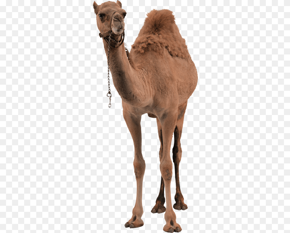 Camel, Animal, Mammal, Person Png Image