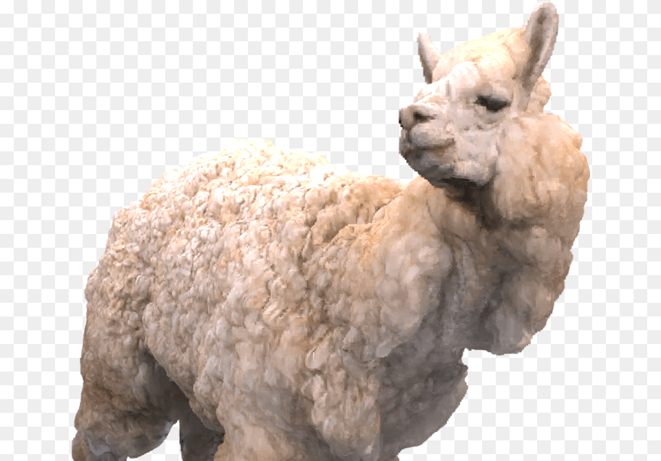 Camel, Animal, Mammal, Livestock, Sheep Png