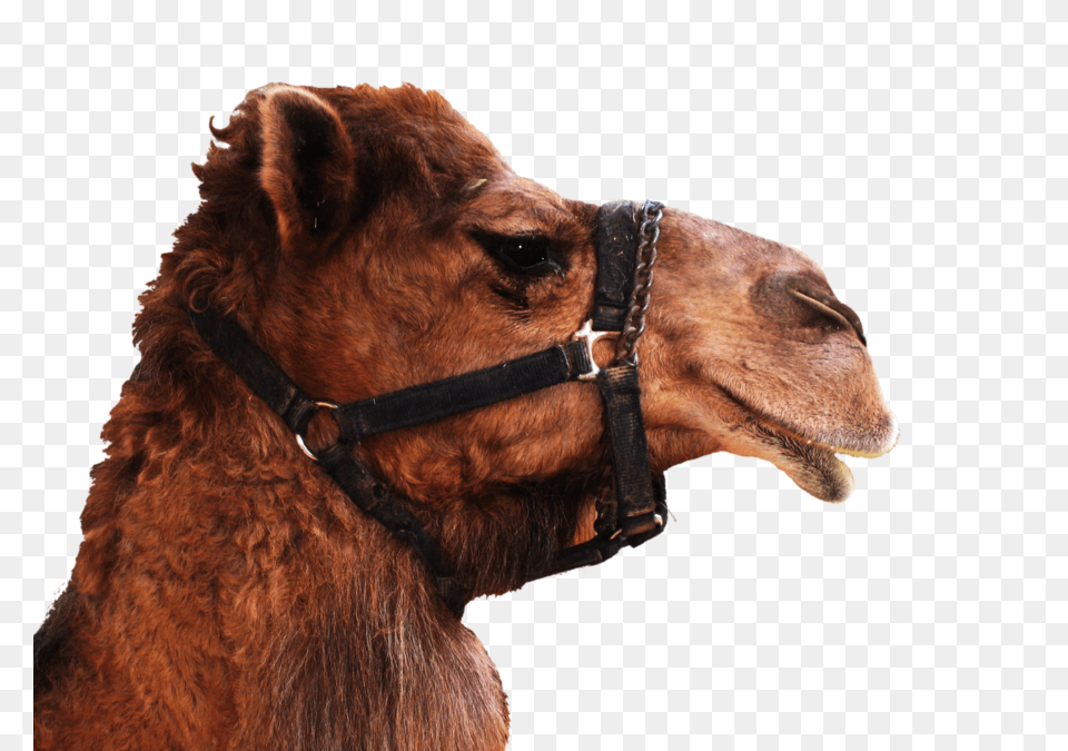 Camel, Animal, Mammal, Canine, Dog Png